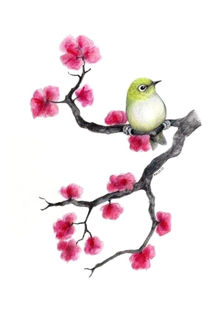 708x999 How To Draw Japanese Cherry Blossoms Branch Of With Flowers Apple