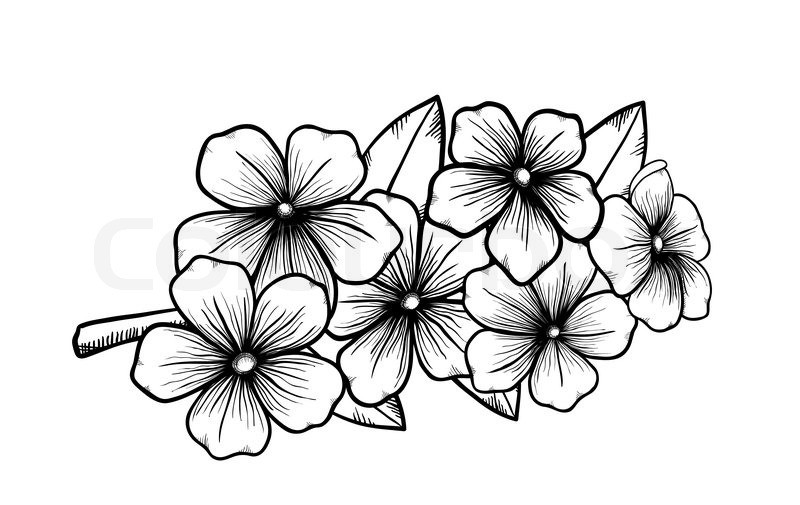 800x505 branch with flowers drawing cherry blossom flower branch drawing