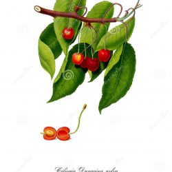 250x250 Cherry Blossom Cluster Drawing A Coke Branch Black And White Art