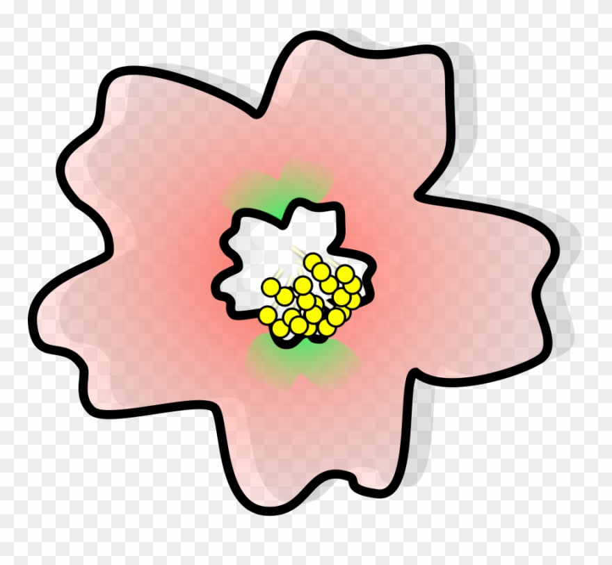880x813 Japan Cherry Blossom Flower Drawing