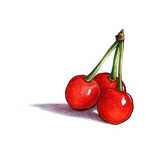 500x500 Cherry Drawing How To Draw A Cherry Cherry Drawing Pic