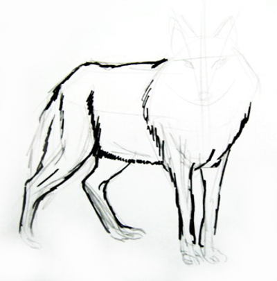 400x405 How To Draw A Gray Wolf