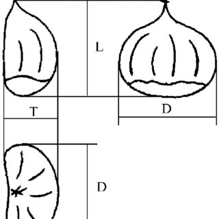 320x320 dimensions of chestnut fruit legend l length t thickness d