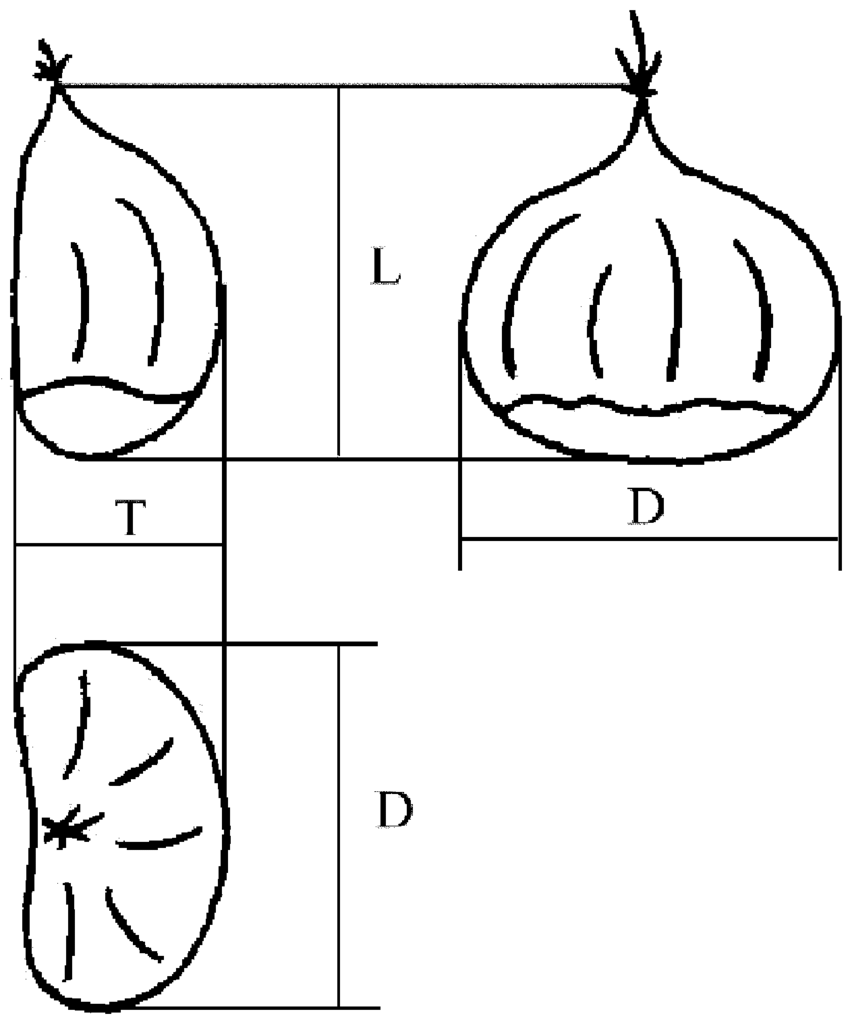 850x1022 dimensions of chestnut fruit legend l length t thickness d