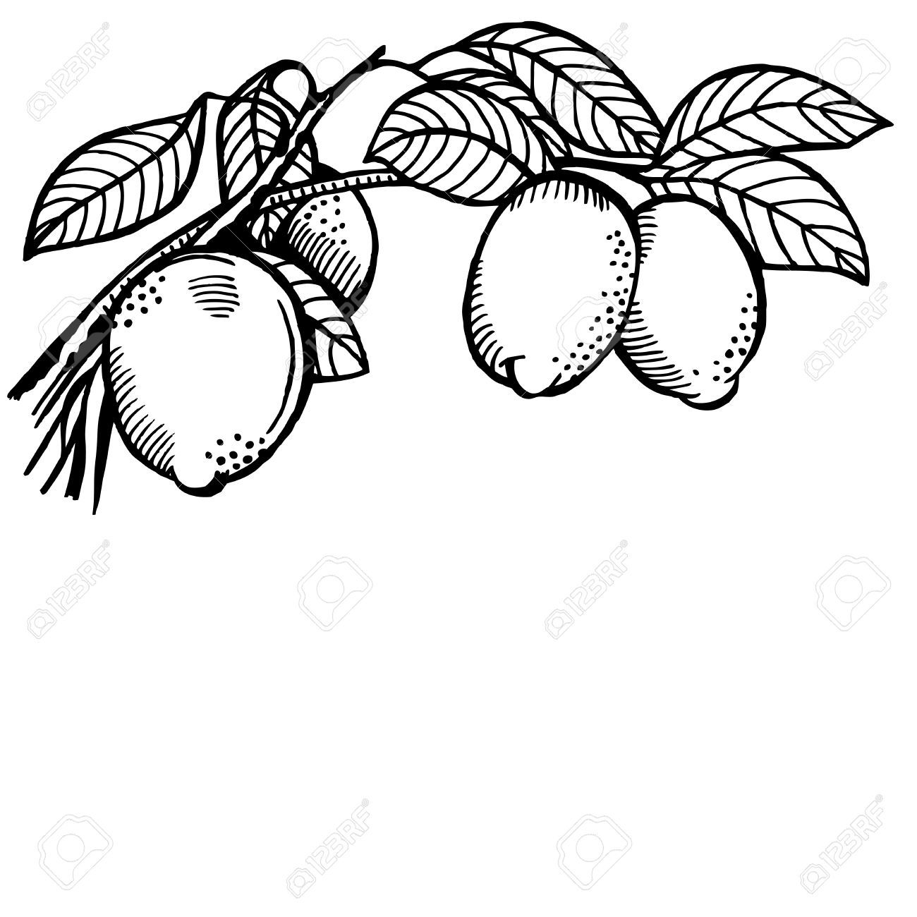 1300x1300 Image Result For Lemon Leaves Drawing Tattoos