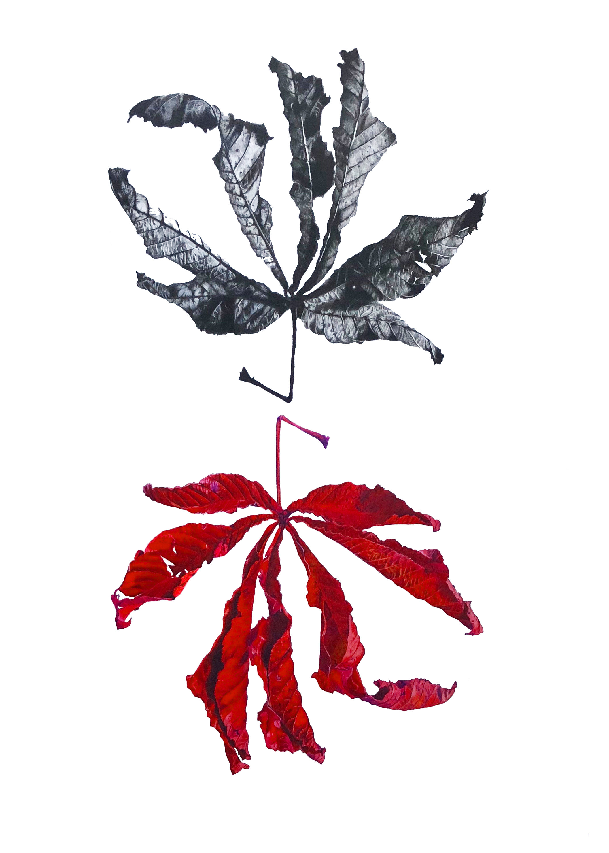 2114x2960 Original Drawing Of A Black And Red Chestnut Leaves Done With Etsy