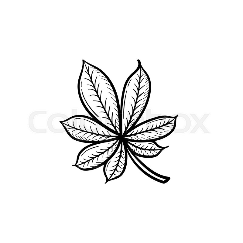 800x800 Vector Hand Drawn Chestnut Leaf Stock Vector Colourbox