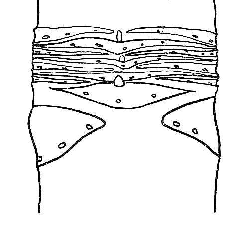 462x462 biological drawing of 'girdle scars' of horse chestnut resources