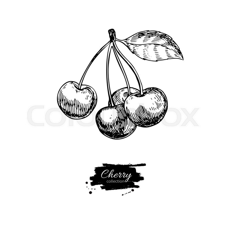 800x800 Cherry Vector Drawing Isolated Hand Stock Vector Colourbox