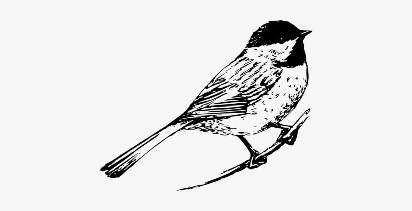 820x420 Chickadee Bird Animal Wildlife Nature Song