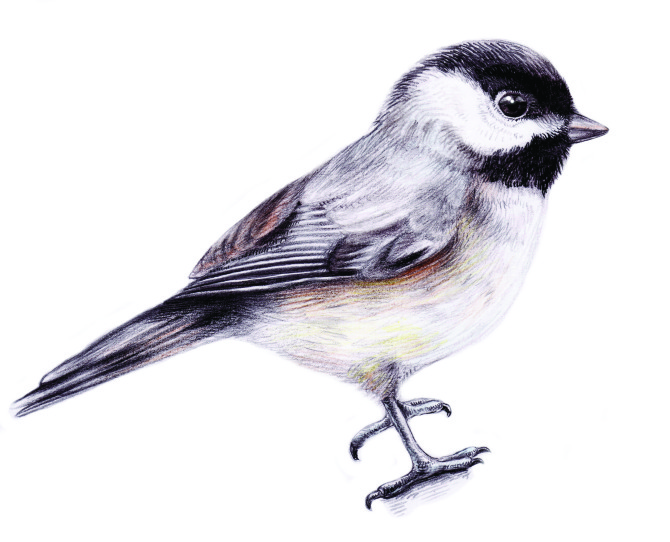 670x542 Chickadee Flying Drawing