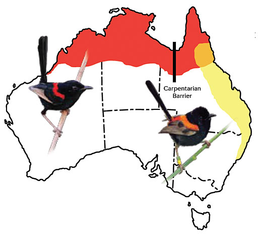 514x472 Evolution In The Chickadee Of The Outback The Red Backed