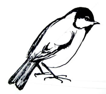 350x310 Great Tit Drawing