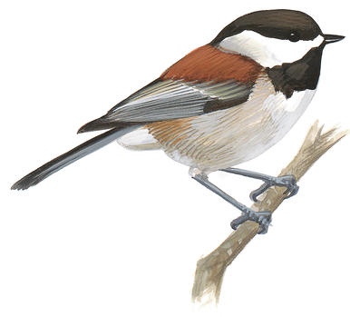 386x349 black capped chickadee audubon field guide