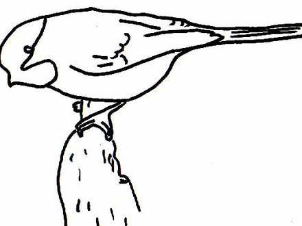 440x330 Chickadee Drawing Coloring
