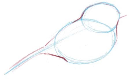 450x273 angles chickadee