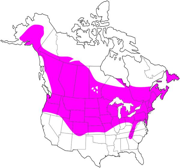 600x560 audubon ii black capped chickadee stuffed animal