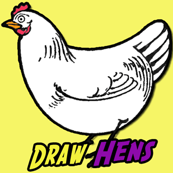 350x350 how to draw chickens hens with easy step