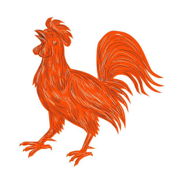 630x630 Chicken Rooster Crowing Drawing