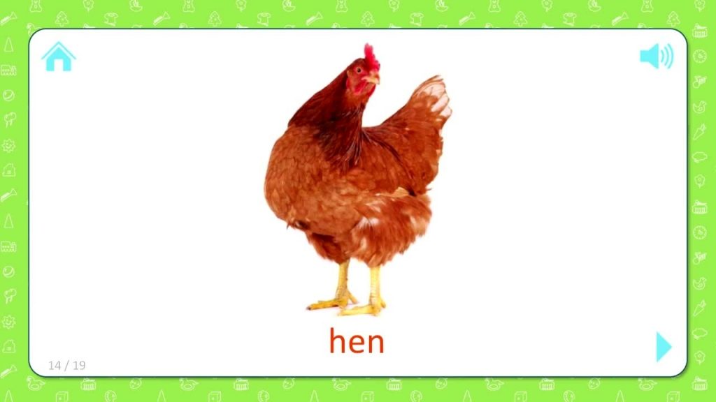 1024x576 Expert Hen Pictures For Kids Pets And Farm Animals Flashcards Coub