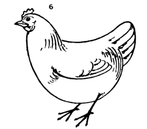 300x262 How To Draw A Chicken Step