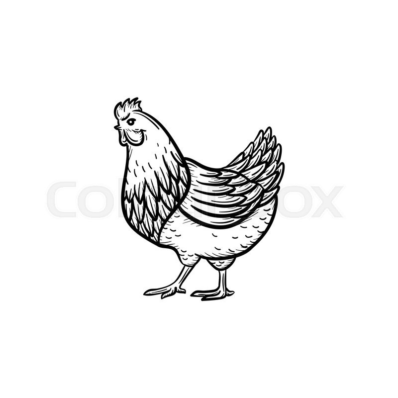 800x800 Huge Collection Of 'chicken Drawing Outline' Download More Than