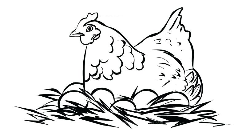 800x442 Hen Line Drawing