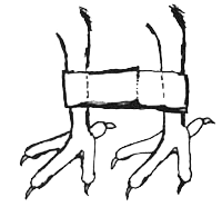 200x186 Collection Of Free Feet Drawing Peacock Download On Ui Ex