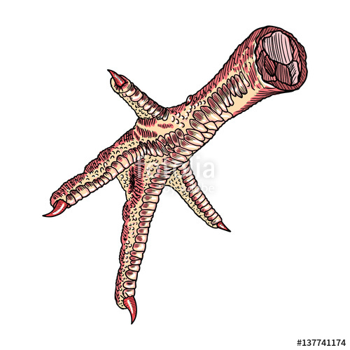 Chicken Feet Drawing Free download on ClipArtMag