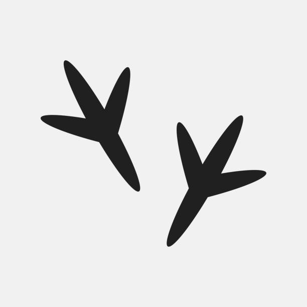 612x612 Chicken Feet Clipart