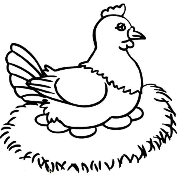 600x600 Chicken Drawing Free Download