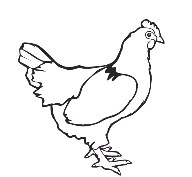 650x599 Chicken Template