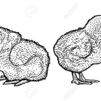 336x336 chick drawing outline spring directed for kid easy fil a cup