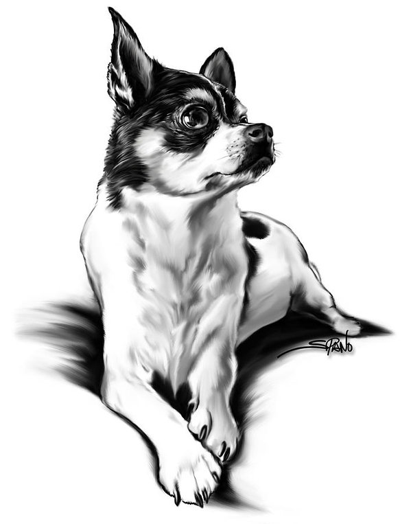 599x763 Chihuahua Drawing Free Download