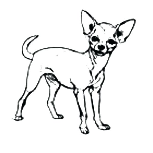 600x600 doggie coloring pages chihuahua dog cute pet coloring pages dog