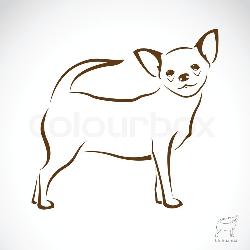 800x800 Vector Image Of An Chihuahua Dog On Stock Vector Colourbox
