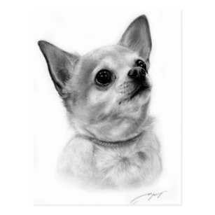 307x307 Chihuahua Drawing Postcards Zazzle
