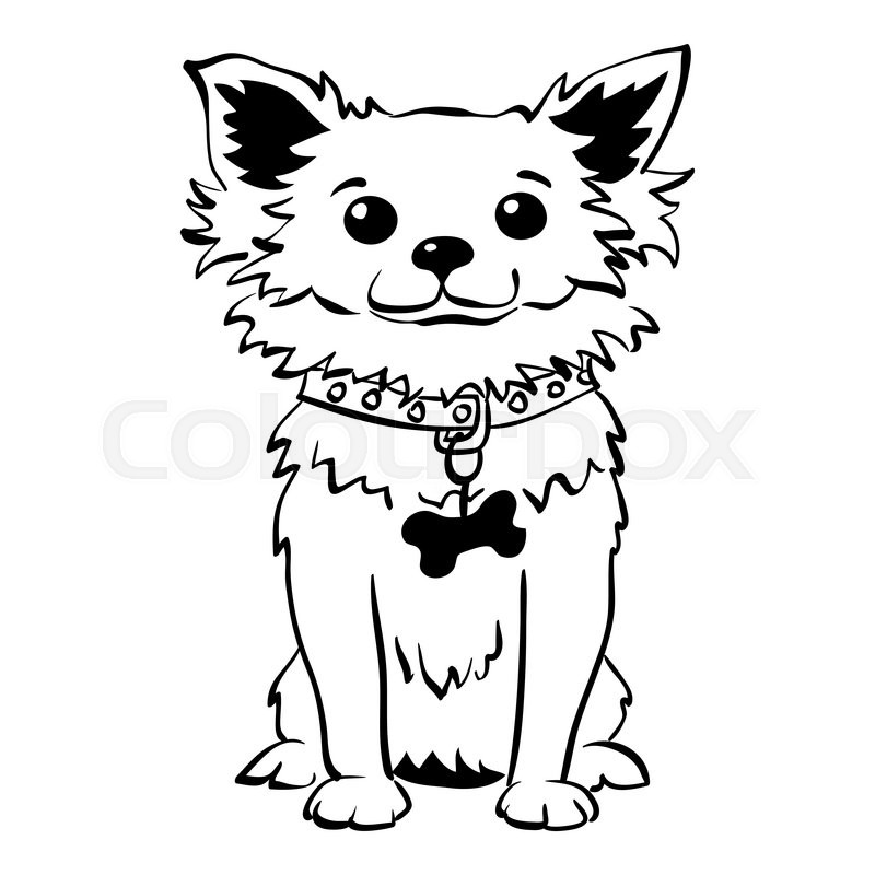 800x800 Sketch Funny Dog Long Coat Chihuahua Stock Vector Colourbox