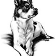 180x180 Black And White Chihuahua