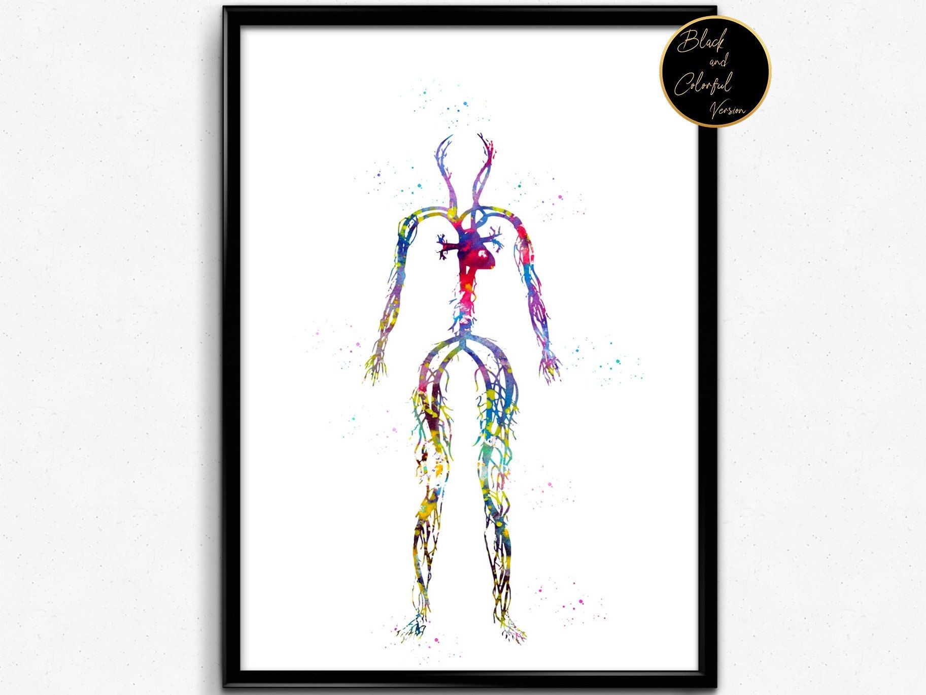 1825x1369 boy circulatory system,child, watercolor circulatory system, human