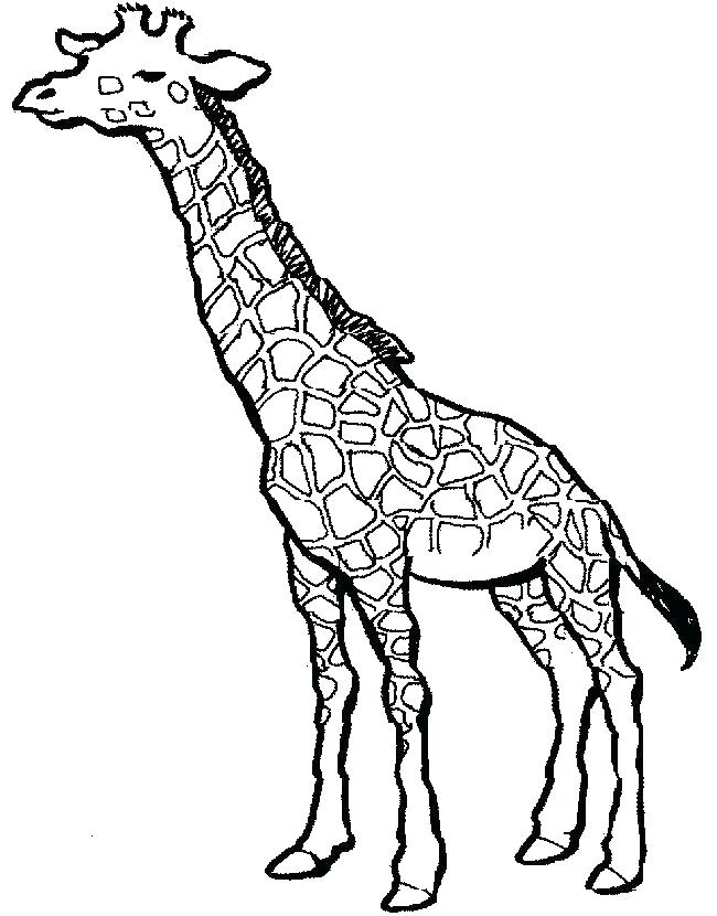 650x830 Giraffe Kids Drawing Giraffe Fun For Kids Architectures In Sri