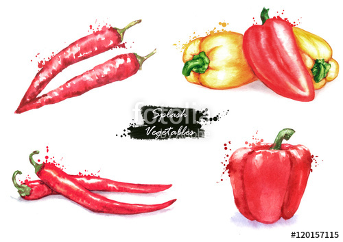 500x354 Hand Drawn Watercolor Illustration Of The Different Peppers