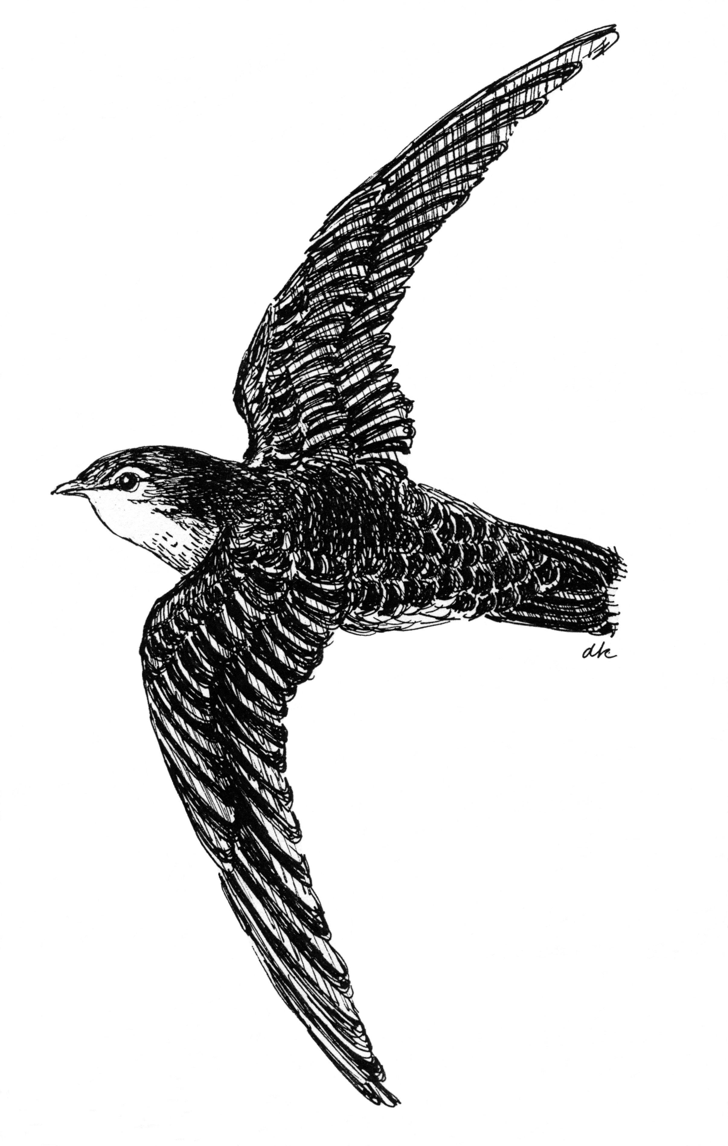 2411x3794 chimney swifts monitoring conservation initiatives nature london