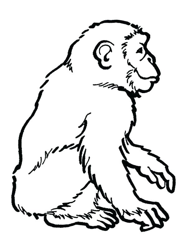 600x800 Chimpanzee Easy Drawing