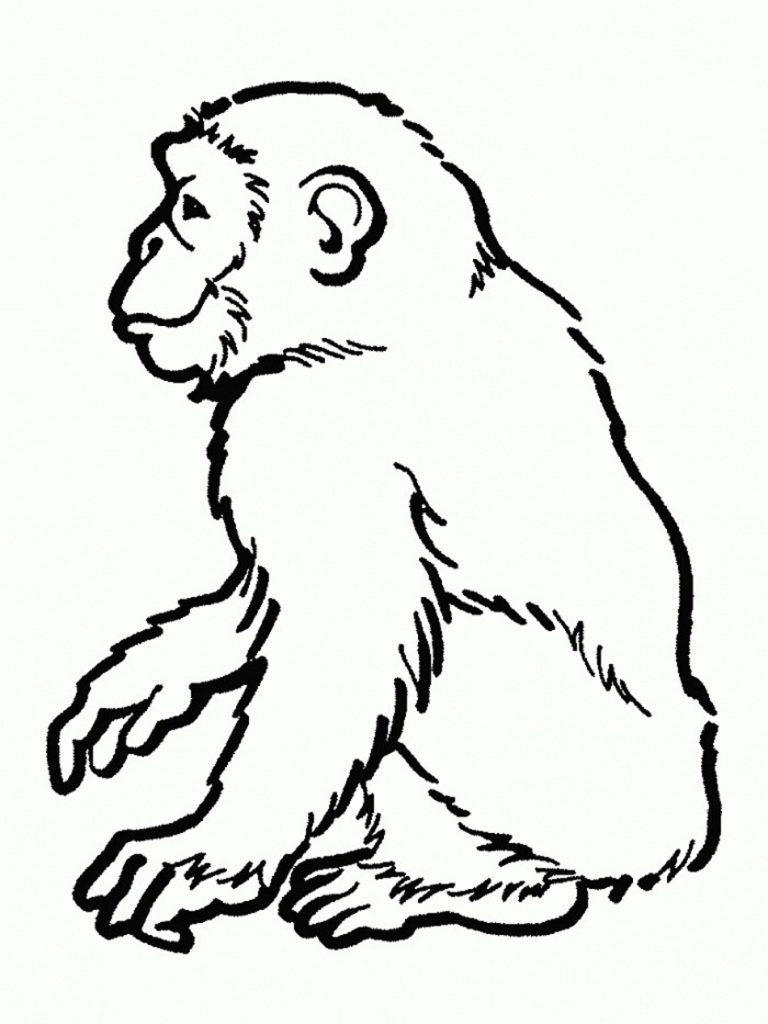 768x1024 lofty ideas chimp coloring pages lavishly unique chimpanzee