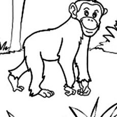 230x230 nice looking chimp coloring pages chimpanzee