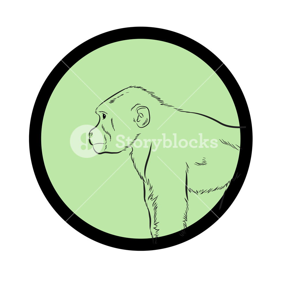 1000x990 Chimpanzee Drawing Vector Illustration Royalty Free Stock Image