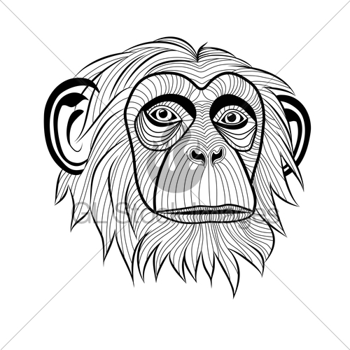 500x500 Monkey Chimpanzee Head Gl Stock Images