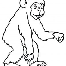 230x230 nice looking chimp coloring pages chimpanzee