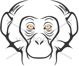 320x266 Serious Chimpanzee Head Illustration